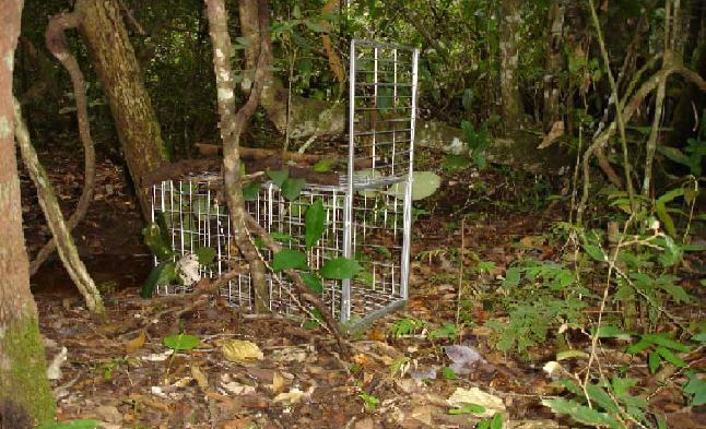 Monitoramento da Fauna3